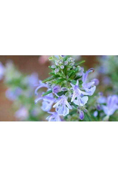 Квіти розмарину Корсикан Блю – ніжний синій відтінок